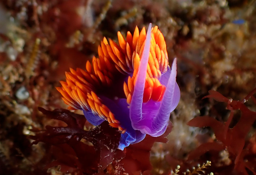 nudi