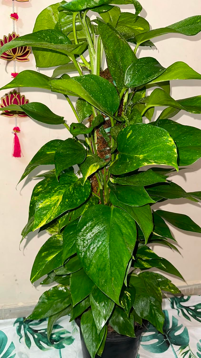 money plant