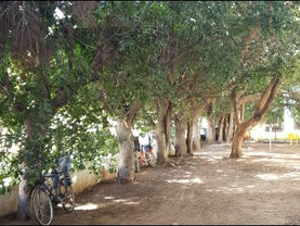 חשיבותם של העצים