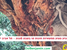 תמרור מגבלת גובה להגנת גזעי העצים ממשאיות חונות