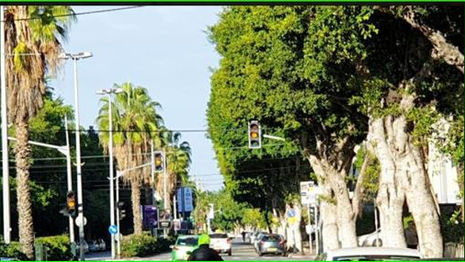 תל אביב יפו דוח שנתי רישיונות כריתה 2018-2024
