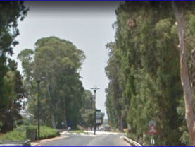 ערר -נתיבי ישראל כביש 8510 -בוסתן הגליל- שדרת עצי ענק 24.6.2021