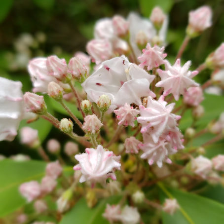 Early Spring Cherry Blossoms