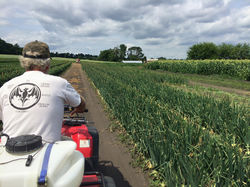Local Greenfield Farms