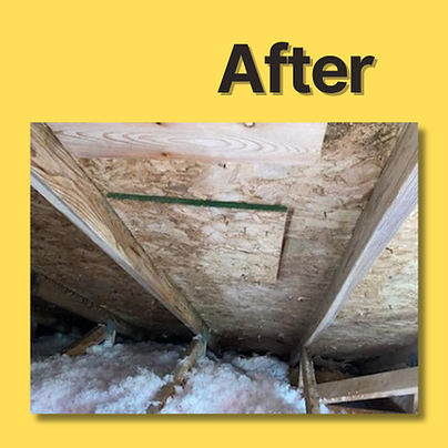 mold removal mold remediation