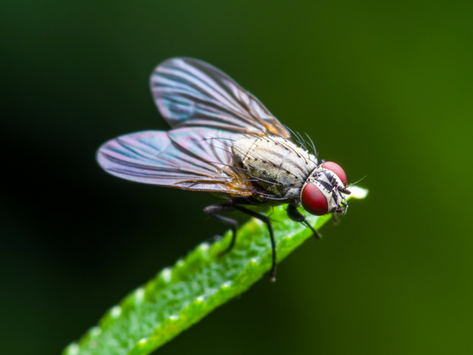 How to Make a Fruit Fly Trap