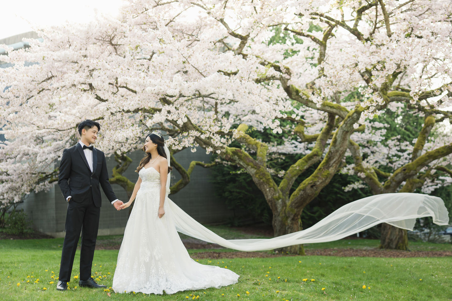 Pre-wedding photo during Cherry blossom season in Vancouver