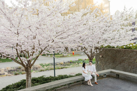 Cherry Blossom Engagement Session in Vancouver | Spring Romance Under Sakura Trees
This romantic engagement photo features a couple sitting beneath blooming cherry blossom trees in downtown Vancouver, dressed in soft neutral tones that perfectly complement the gentle pink of the sakura. The serene urban garden setting and golden hour light create a timeless spring atmosphere, ideal for couples seeking a peaceful and elegant look for their engagement shoot.