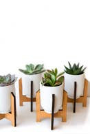 succulentplanter.jpeg