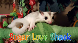 15665695_1529190357108999_6863491124491705393_n