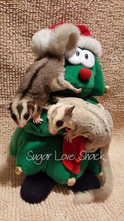 15202658_1493646933996675_2924189488526132487_n