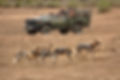 Game Drives.jpg