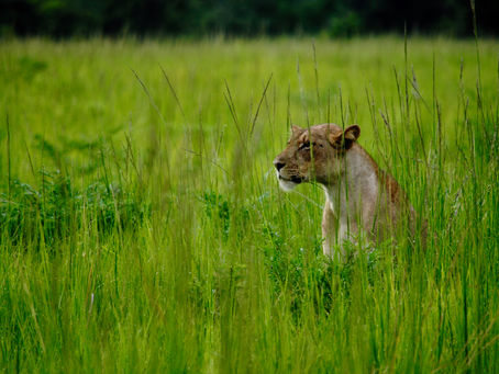 A lion in the grass