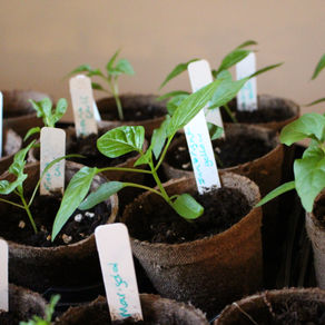 Steps to Starting Your Garden