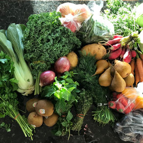 What's this in my CSA box?  Green Cabbage