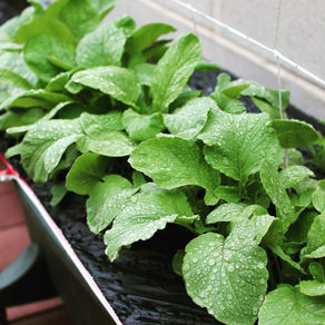 Help for the Urban Garden