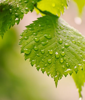 raindrop leaves pic.jpg