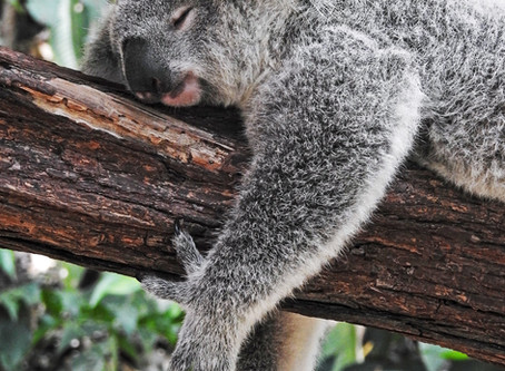 Podcasts to Aid Sleep
