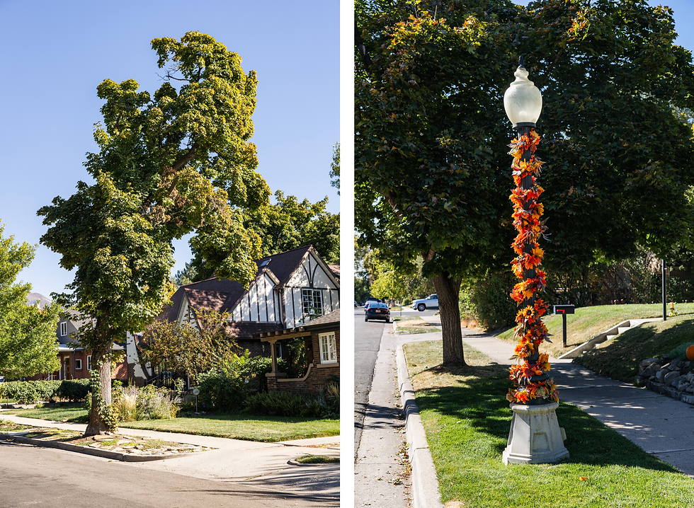 neighborhood trees and light poles