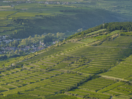 BRUNDLMAYER RECENT ARRIVALS