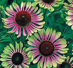 Echinacea Green Twister.jpg