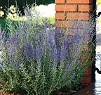 Perovskia Blue Steel