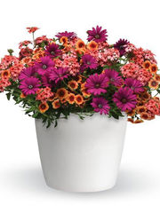 Trixiliner Daisy Dance