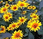 Heliopsis Burning Hearts.webp