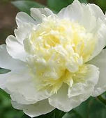 Peony Laura Dessert 2.jpg