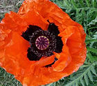 Oriental Poppy.jpg