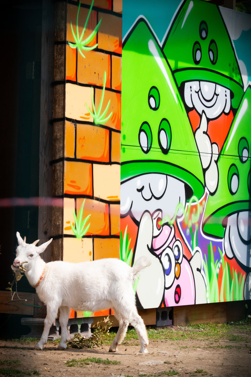 Reiwaファームwall