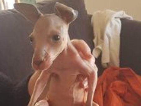 "Pinkie Season" in the Wildcare region