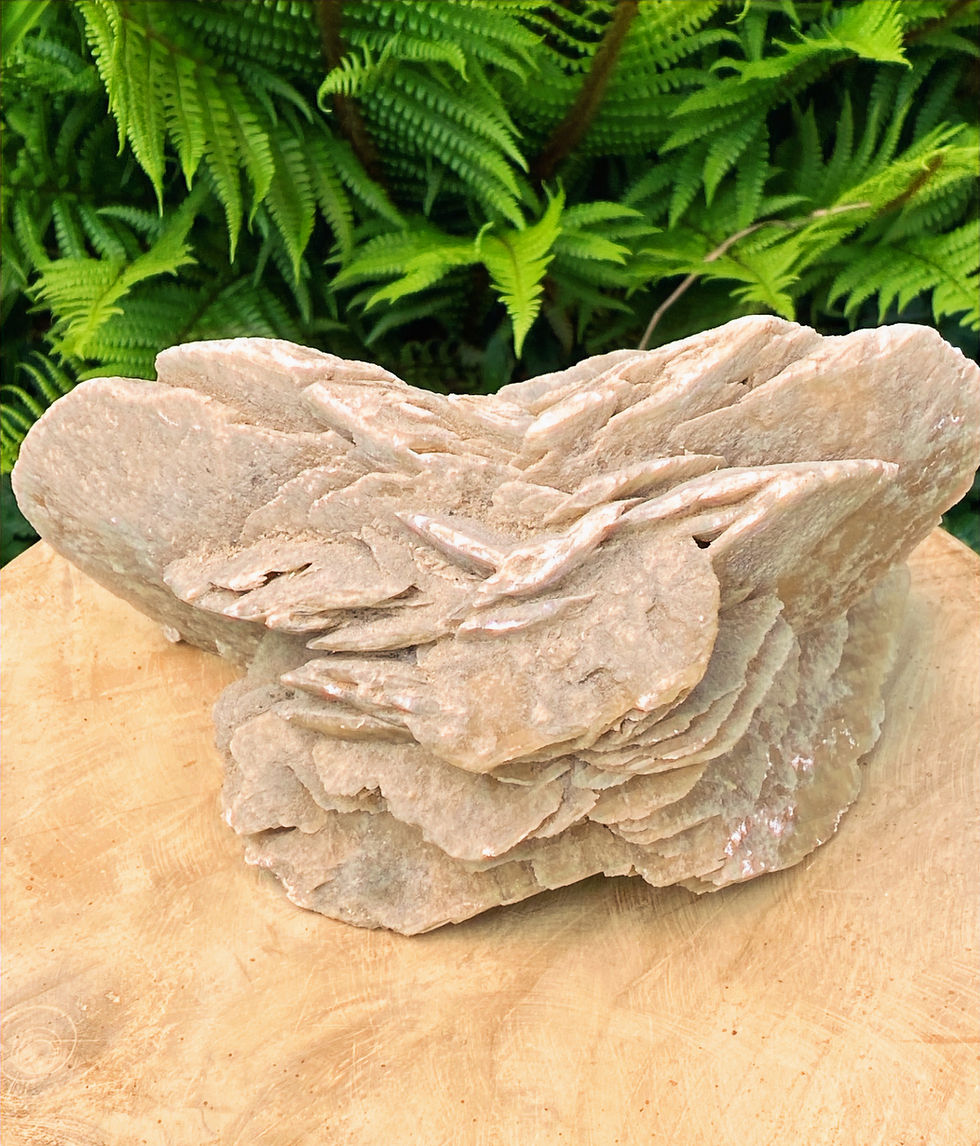 Woestijnroos (Zandroos)