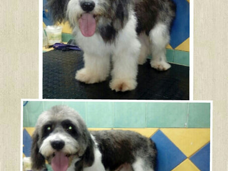 Mascotas Yice, expertos en PET GROOMING.