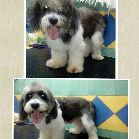 Mascotas Yice, expertos en PET GROOMING.