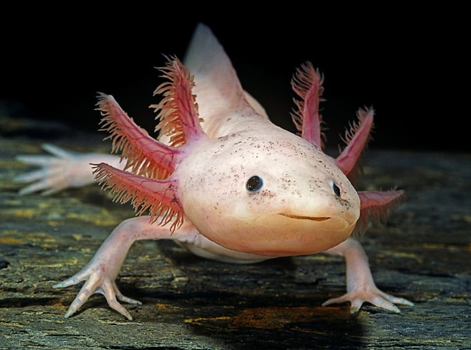Cool Creatures: Episode 2, The Axolotl