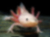 Cool Creatures: Episode 2, The Axolotl