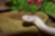 Cool Creature Episode 4: With a twist!
