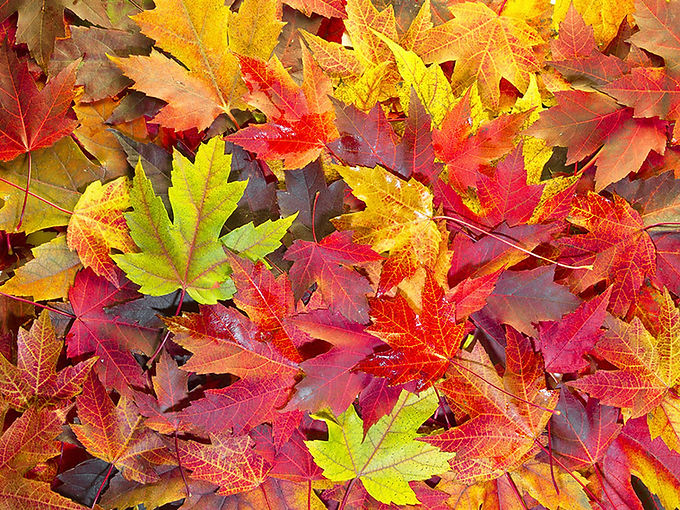 Why Leaves Change Color