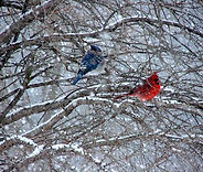 birds picture_Shea Flannelly.jpeg