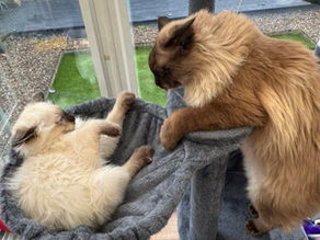 It’s been cats galore on Dundee Culture as new exhibition post goes viral