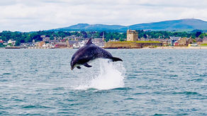 Broughty Castle are hosting a special dolphin watch session later this month