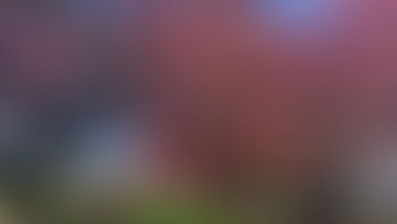 Here are 10 places to see cherry blossoms in Dundee outwith Dawson Park