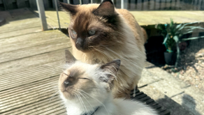 A new exhibition all about cats is opening up this month in Dundee