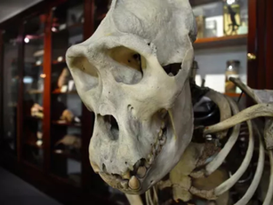 Dundee’s D’Arcy Thompson Zoology Museum is reopening for the summer