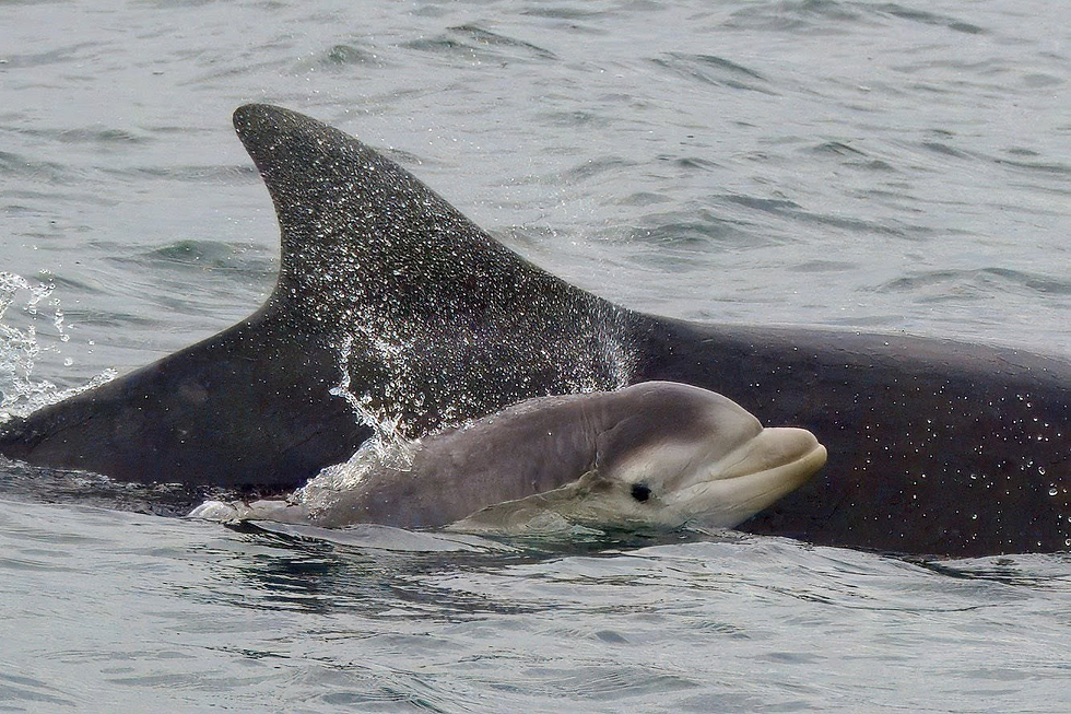 A baby dolphin has just been spotted in the Tay - and its already melting hearts