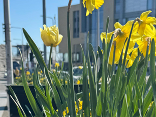 Dundee has been named the best city in the UK to visit in spring