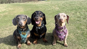 EXCLUSIVE: Sausage dog meet-ups could be coming to Dundee as new dachshund community launches