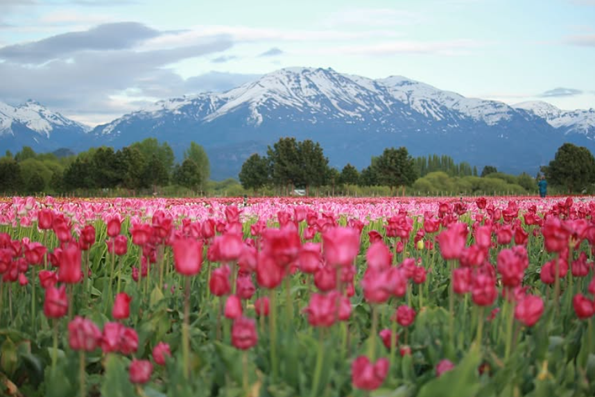 Tulipanes