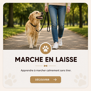 Apprendre la marche en laisse.png